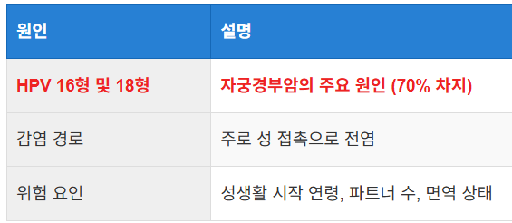 HPV 바이러스의 역할