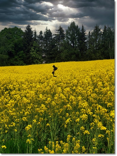 고창 청보리밭 축제 입장료 가는길 주차