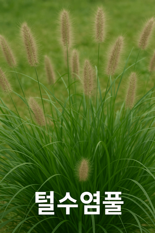 털수염풀, 바람에 춤추는 가을빛 실루엣