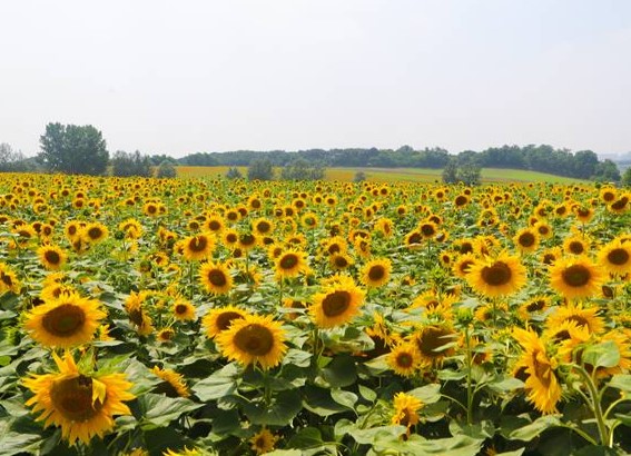안성팜랜드-해바라기