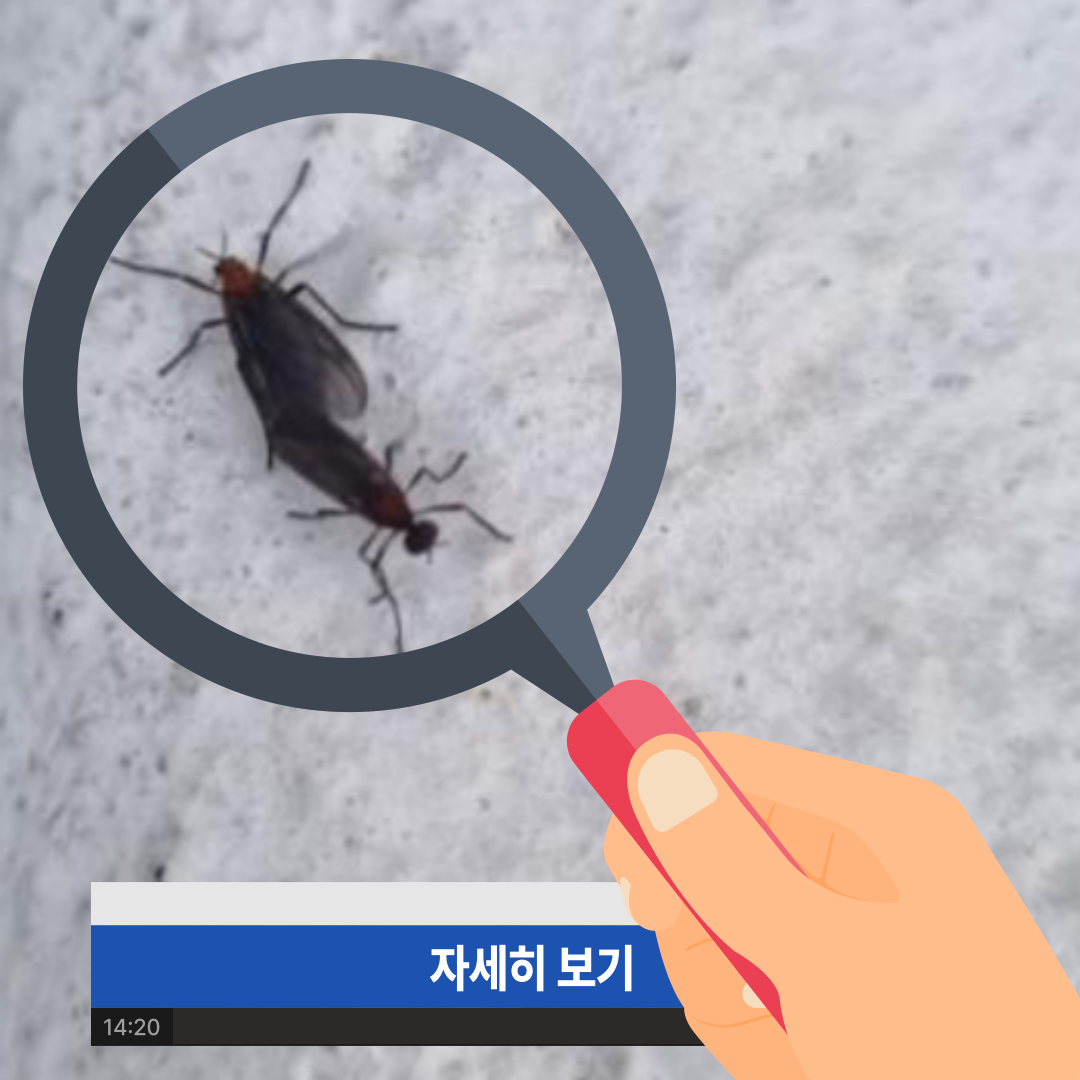 러브버그 익충 이유 모기 천적 방충망 물림 방법
