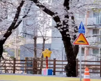 안동 벚꽃축제_6