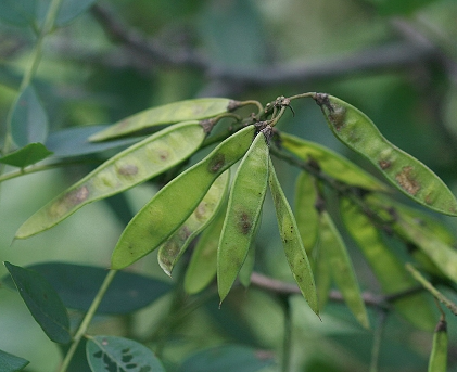 다릅나무 열매1