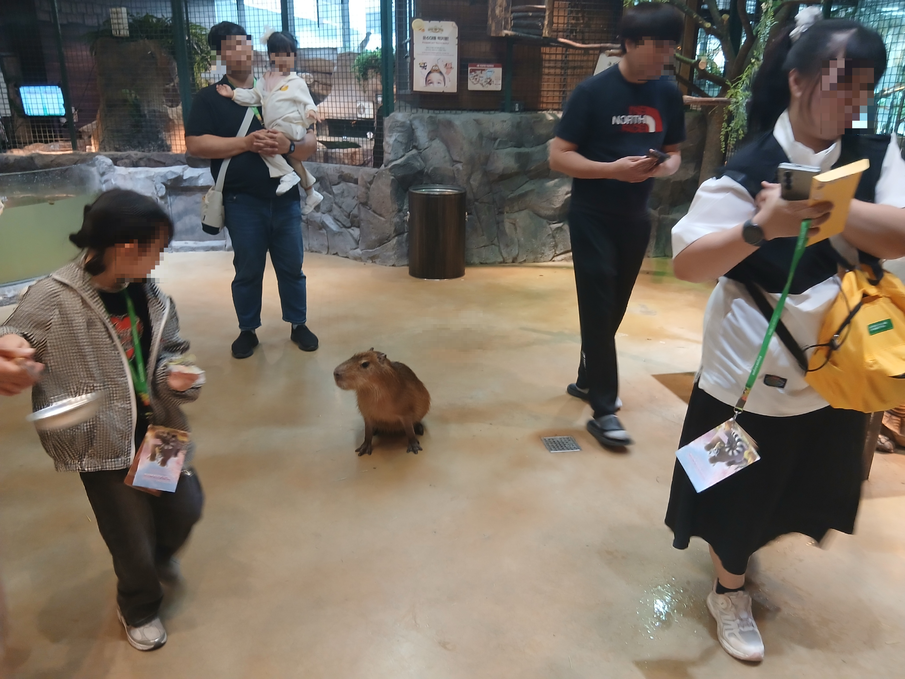 주렁주렁 동탄점 카피바라 체험 모습, 실내 동물원에서 사람과 가까이 교감하는 장면