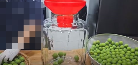 매실청 담그는법