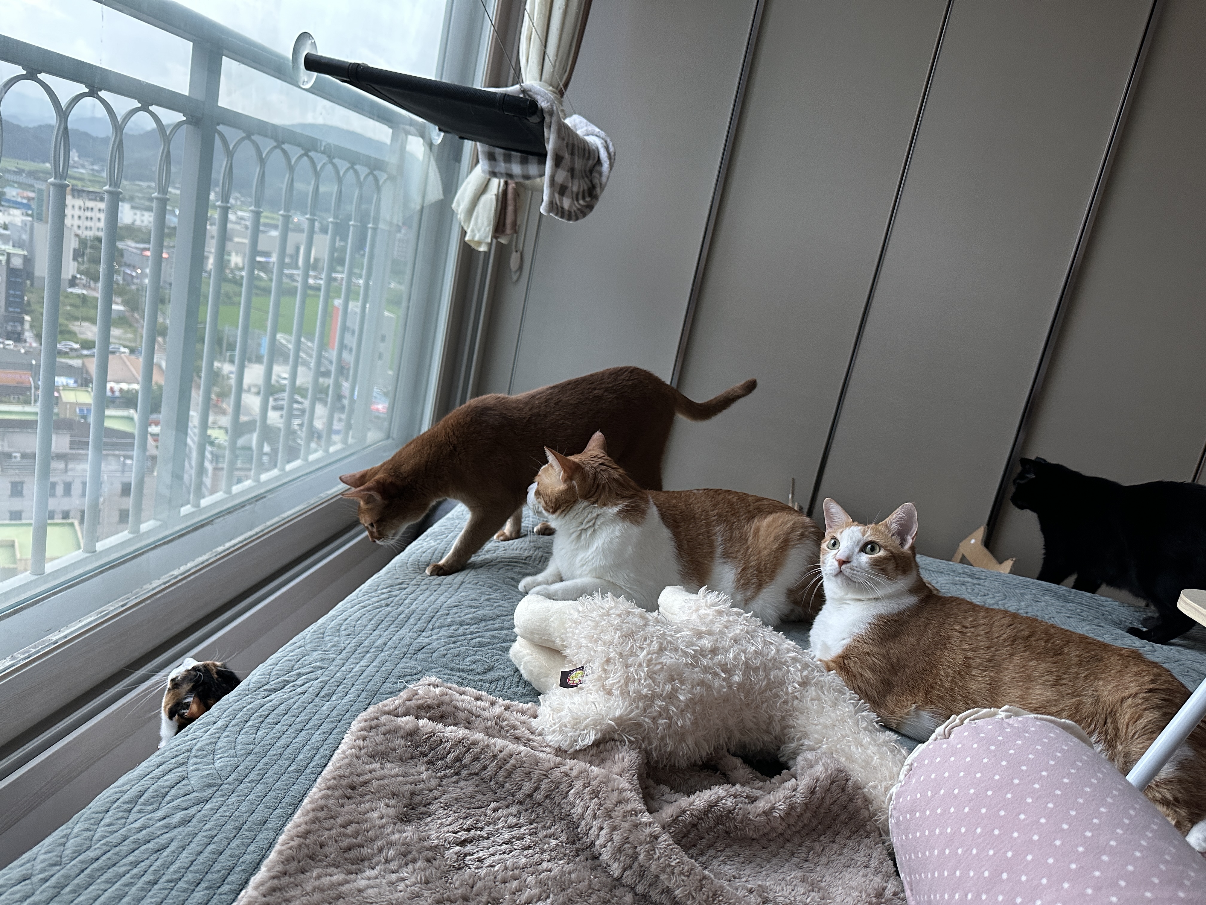 창밖에_진짜_까치가_있는줄_알고_살펴보고_있는_순댕이_고양이들