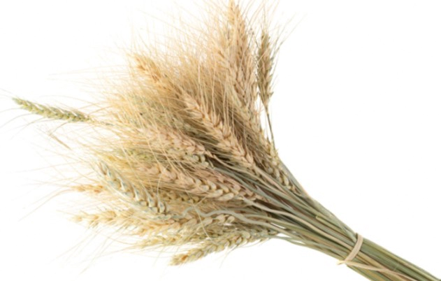 카무트 효소 자주 묻는 질문(FAQ)