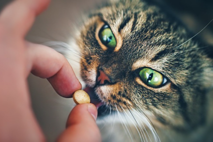 약을 먹는 고양이.