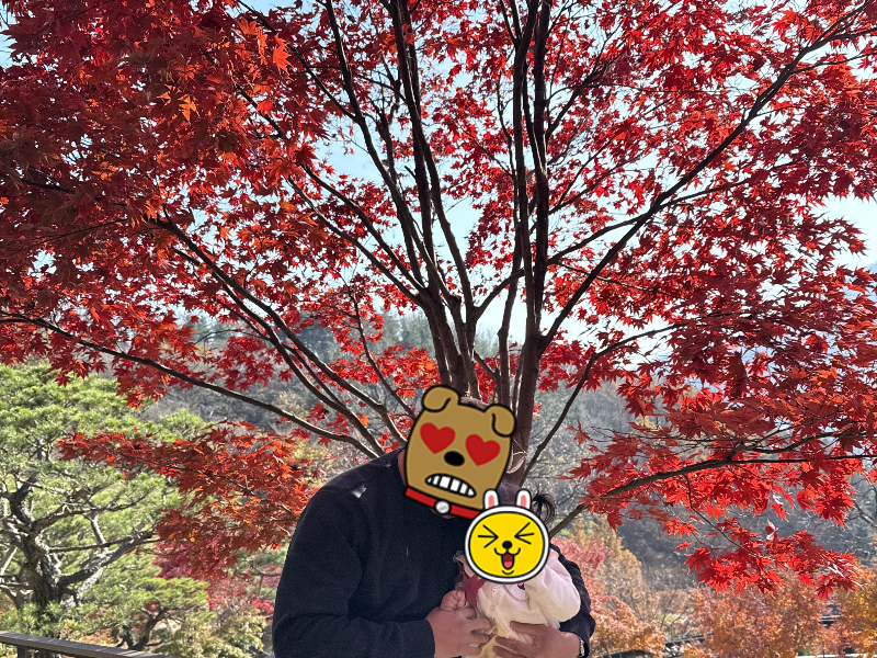 화담숲 단풍 시즌 주말 예약 성공 방문 후기 사진