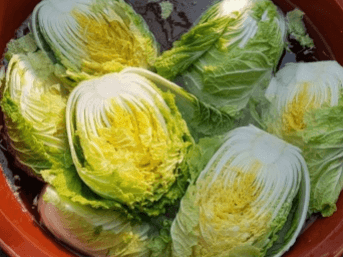 백김치 맛있게 담그는 방법