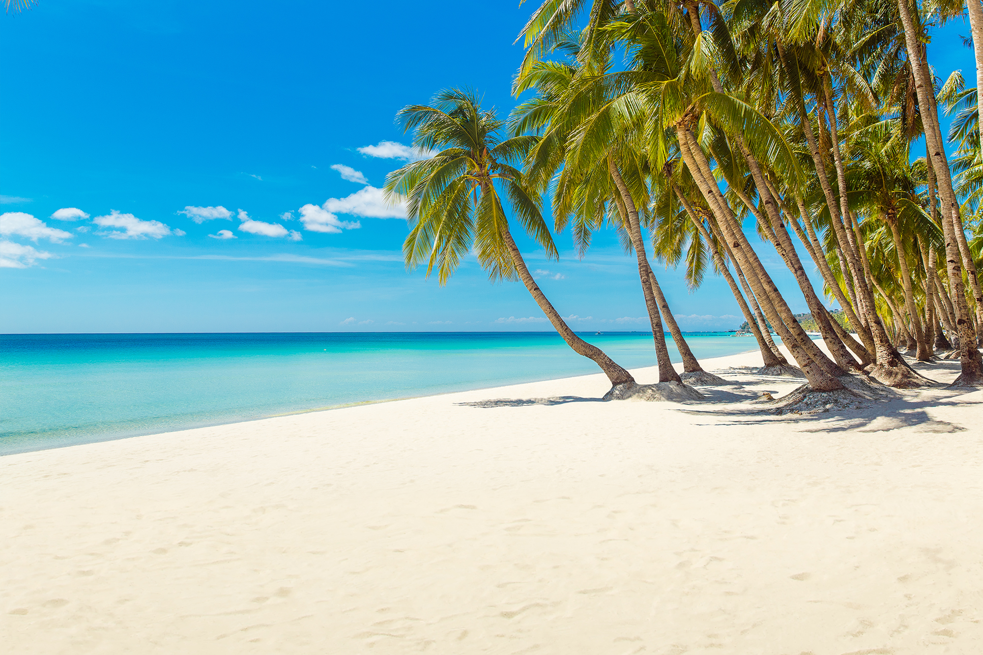 화이트비치 관련 사진