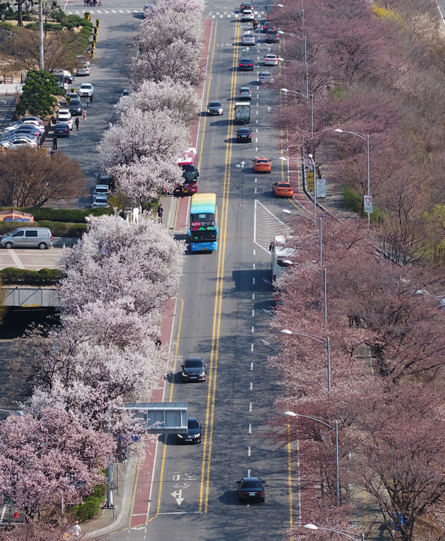 전국 벚꽃 축제 유명한 곳
