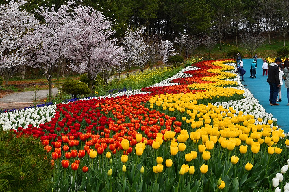 태안 튤립축제 