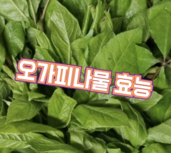 오가피나물-효능
