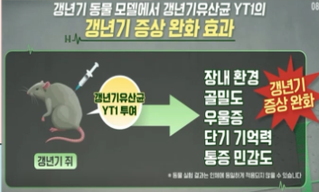 갱년기 유산균 yt1