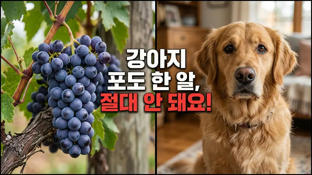 강아지 포도