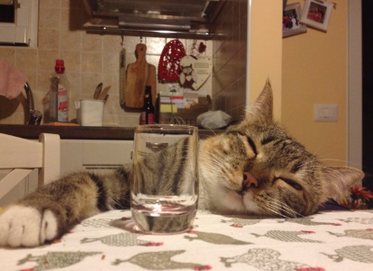 테이블에 얼굴을 올리는 고양이.