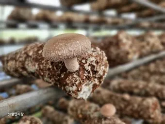 표고버섯 재배 원목 선택 접종 시기 습도 관리_8
