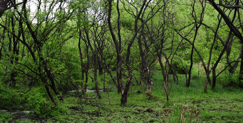 운곡람사르습지 풍경