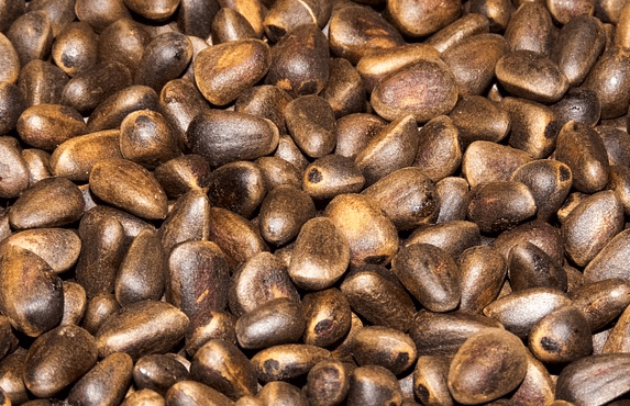 고동색 껍질을 가진 잣들이 한가득 쌓여있는 장면이다.