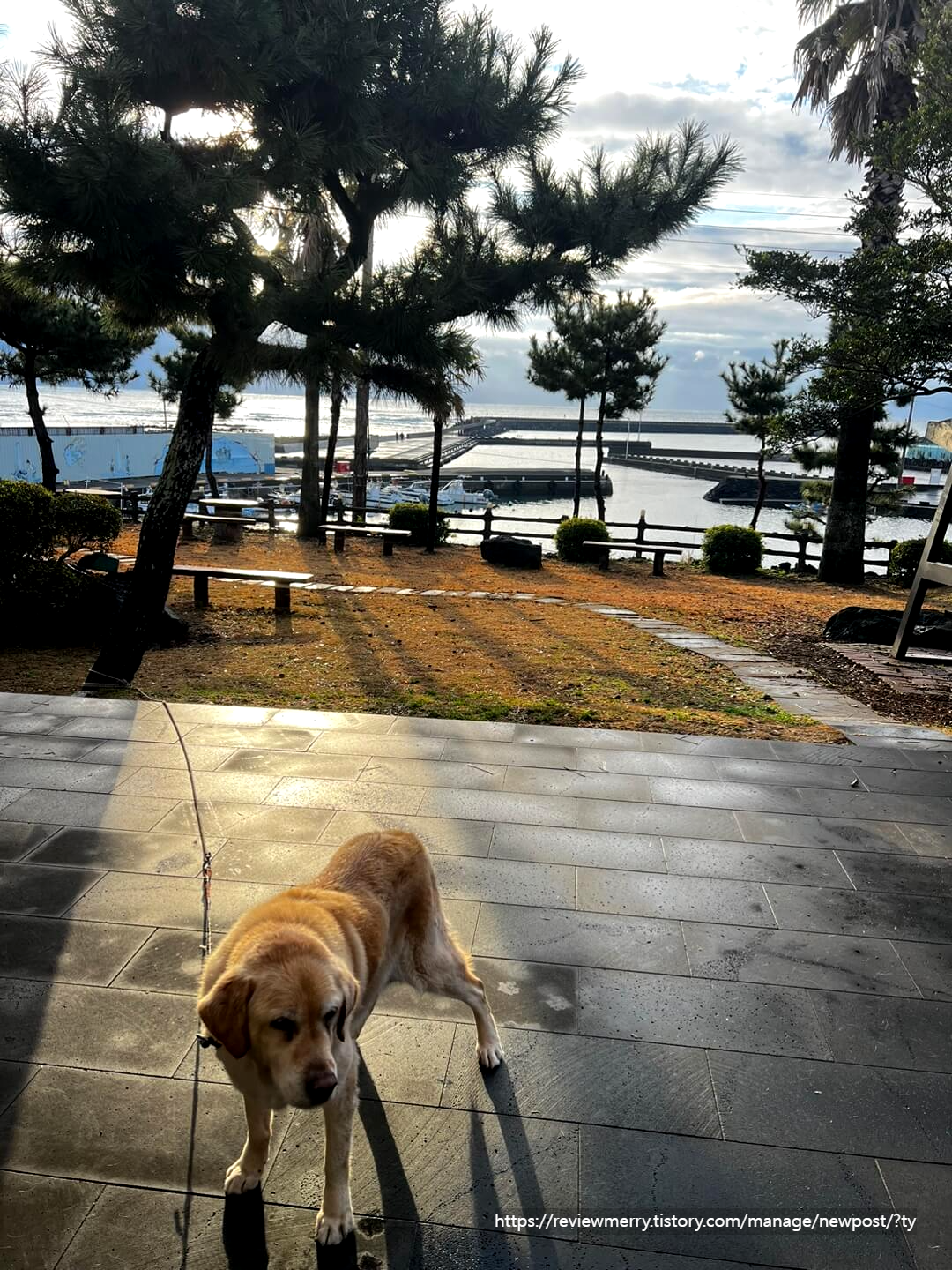 골든리트리버 사진