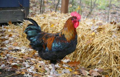 2025년 6월 닭띠 생년별 운세