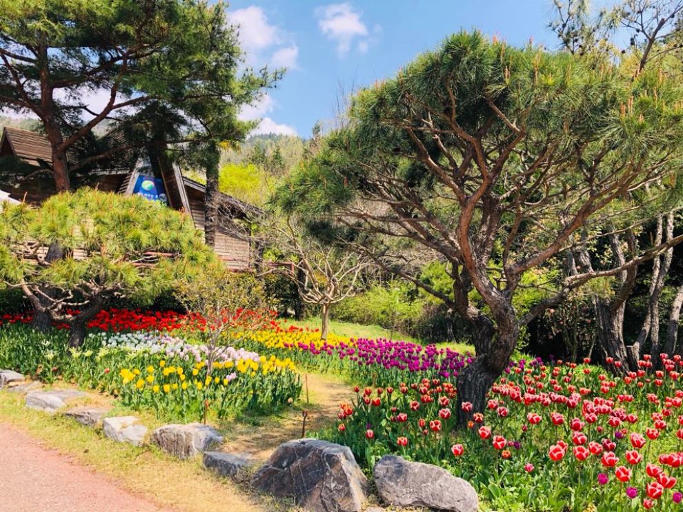 장흥 하늘빛수목원 튤립축제