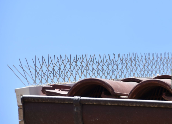 bird spikes
