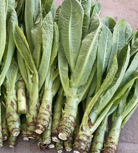 궁채 효능 부작용 나물 고르는법 칼로리