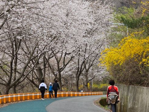 마산 벚꽃 명소