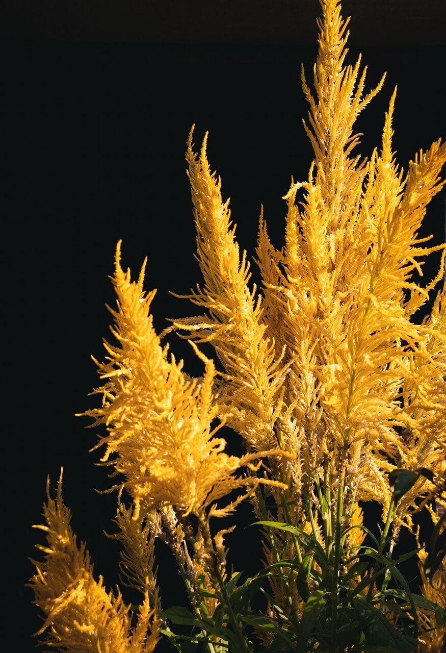 신안 섬 맨드라미 축제 일정