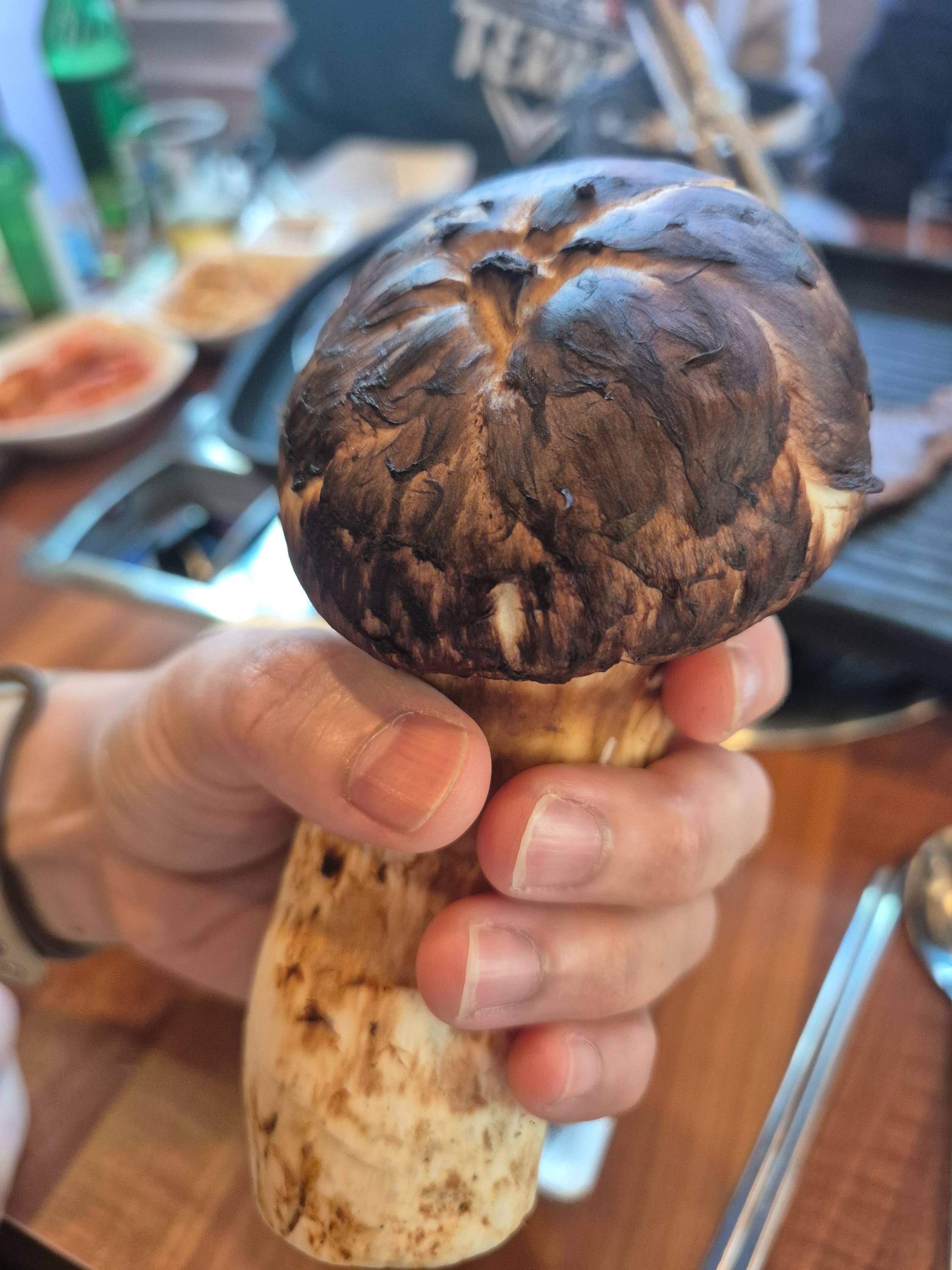 송이버섯 먹는법 완벽정리｜향 손상 없이 즐기는 손질&middot;구이&middot;밥 요리 꿀팁