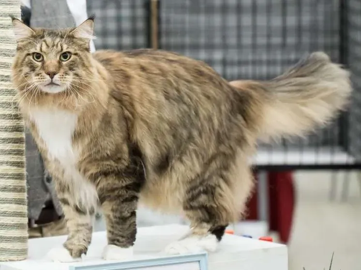 메인쿤 고양이 유전병_2