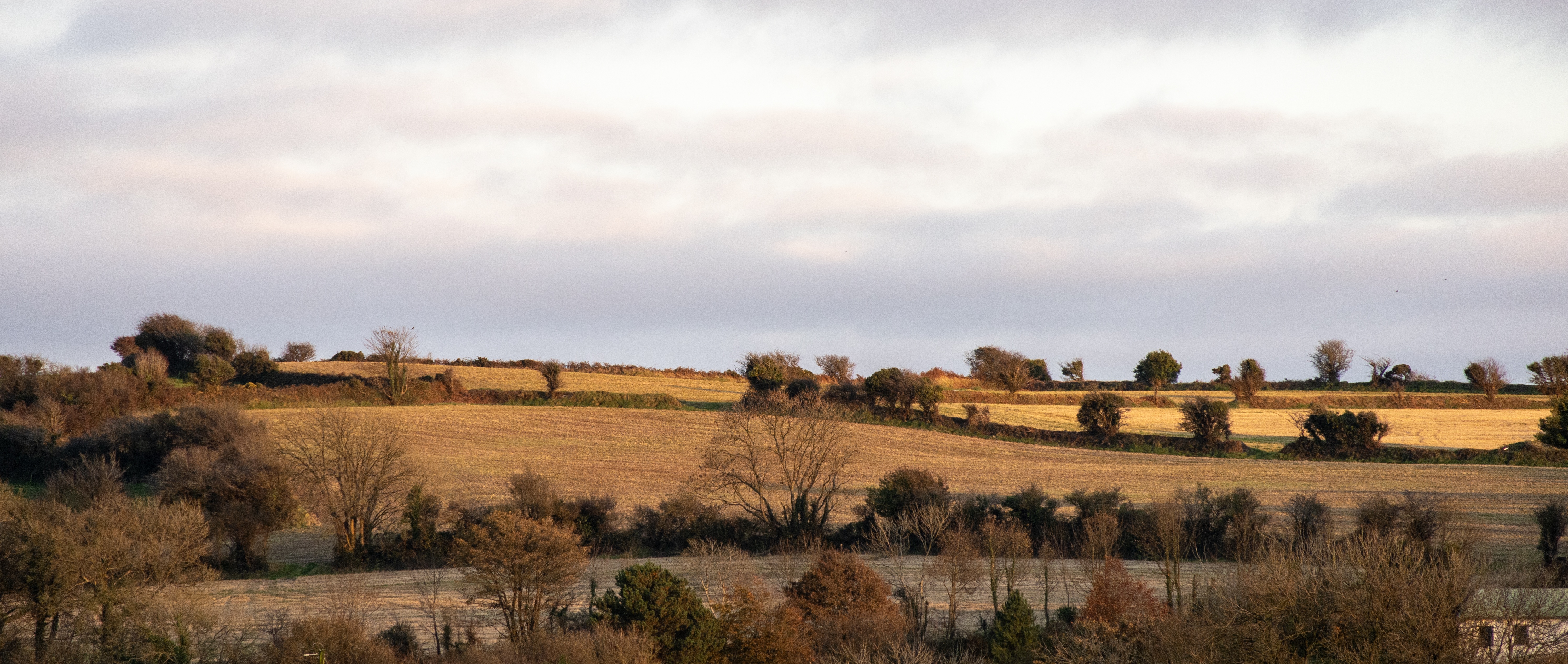 황금 빛 들판의 이미지