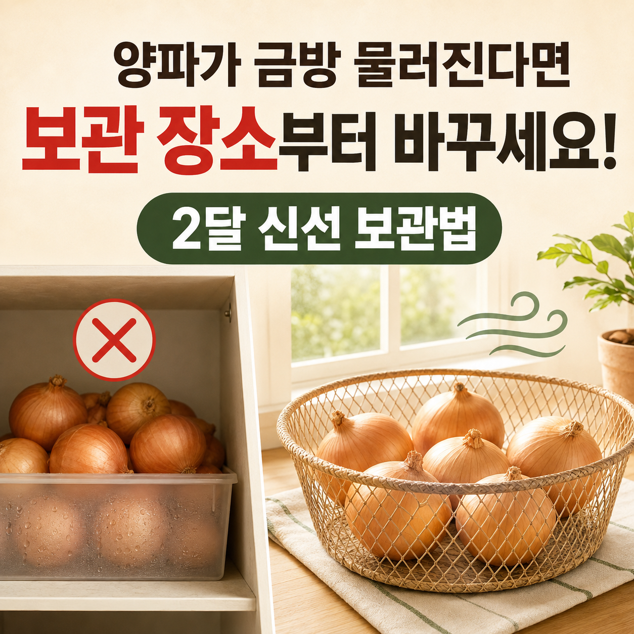 양파가 금방 물러진다면 '보관 장소'부터 바꾸세요! (2달 신선 보관법)