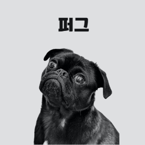 퍼그 이미지
