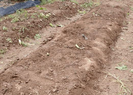 김장 배추 모종 심는 시기