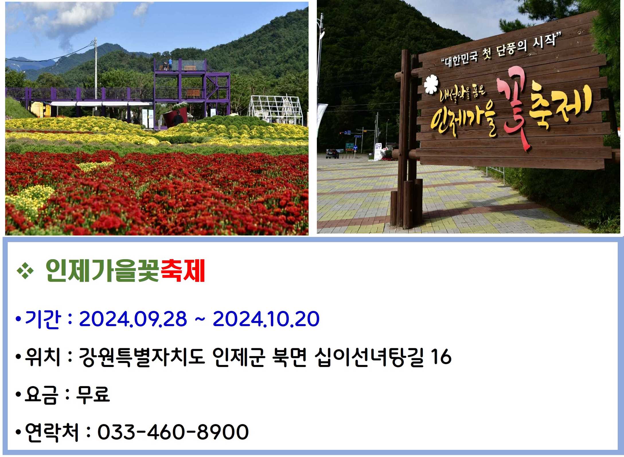 인제가을꽃축제