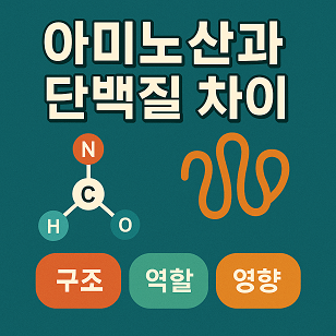 아미노산과 단백질 차이 (구조, 역할, 영향)