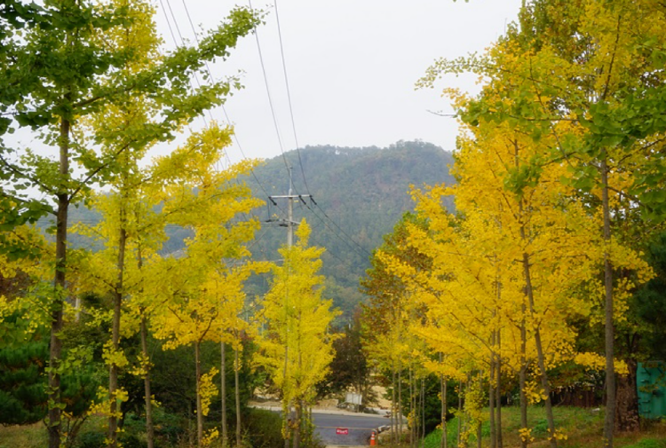 양평수목원캠핑장
