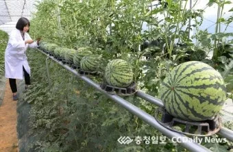 수박 재배 접목 선택 순 따기 당도 올리기_32