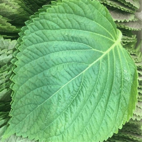 깻잎