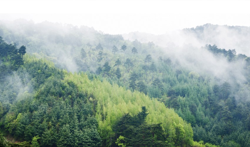 청정 자연의 인제
