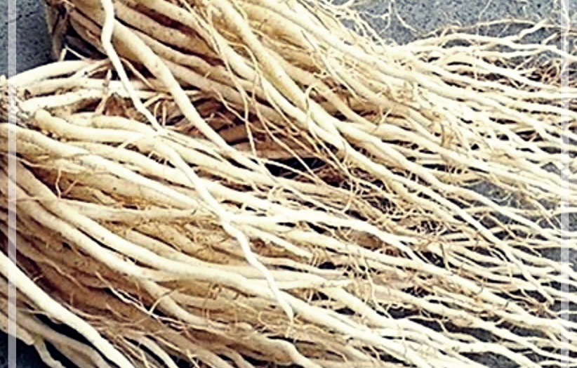 삼채의 효능, 재배법, 그리고 삼채환