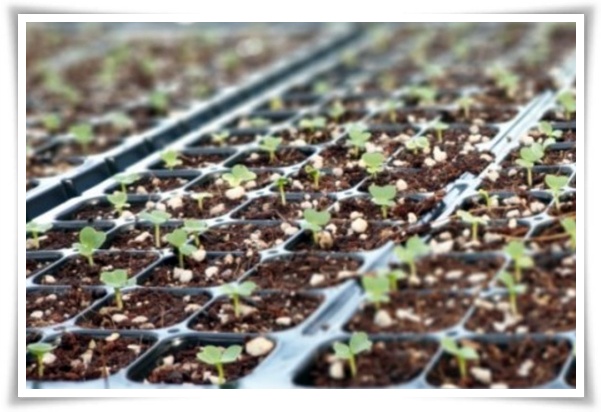 텃밭 "8월, 김장 배추 심으세요!" 올 가을 김장은 지금부터!