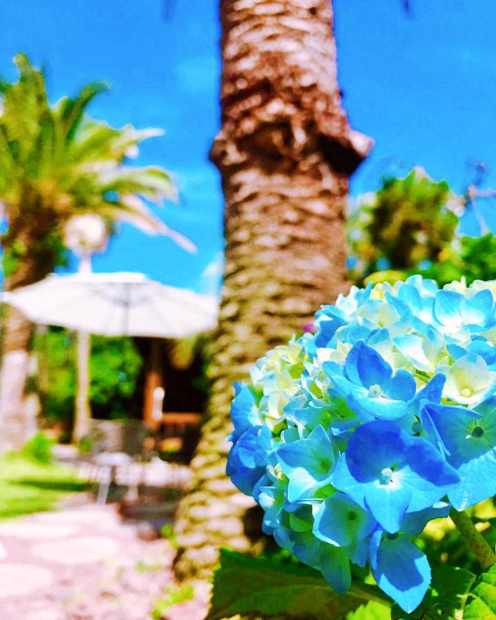 생방송오늘저녁 제주 인생샷 핫스팟 크림 쇼콜라 커피 디저트 3&#44;500평 동백 가드닝 베이커리 카페 맛집 추천