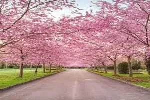 벚꽃
