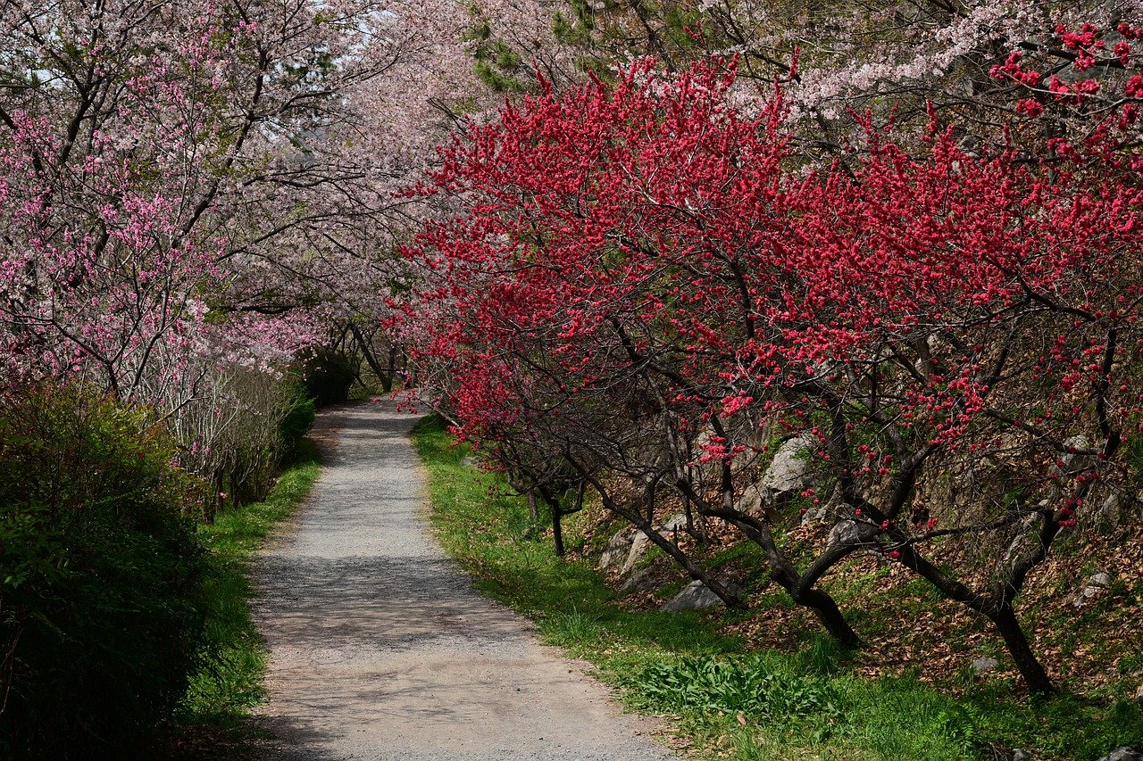 아름다운 매화 여행지