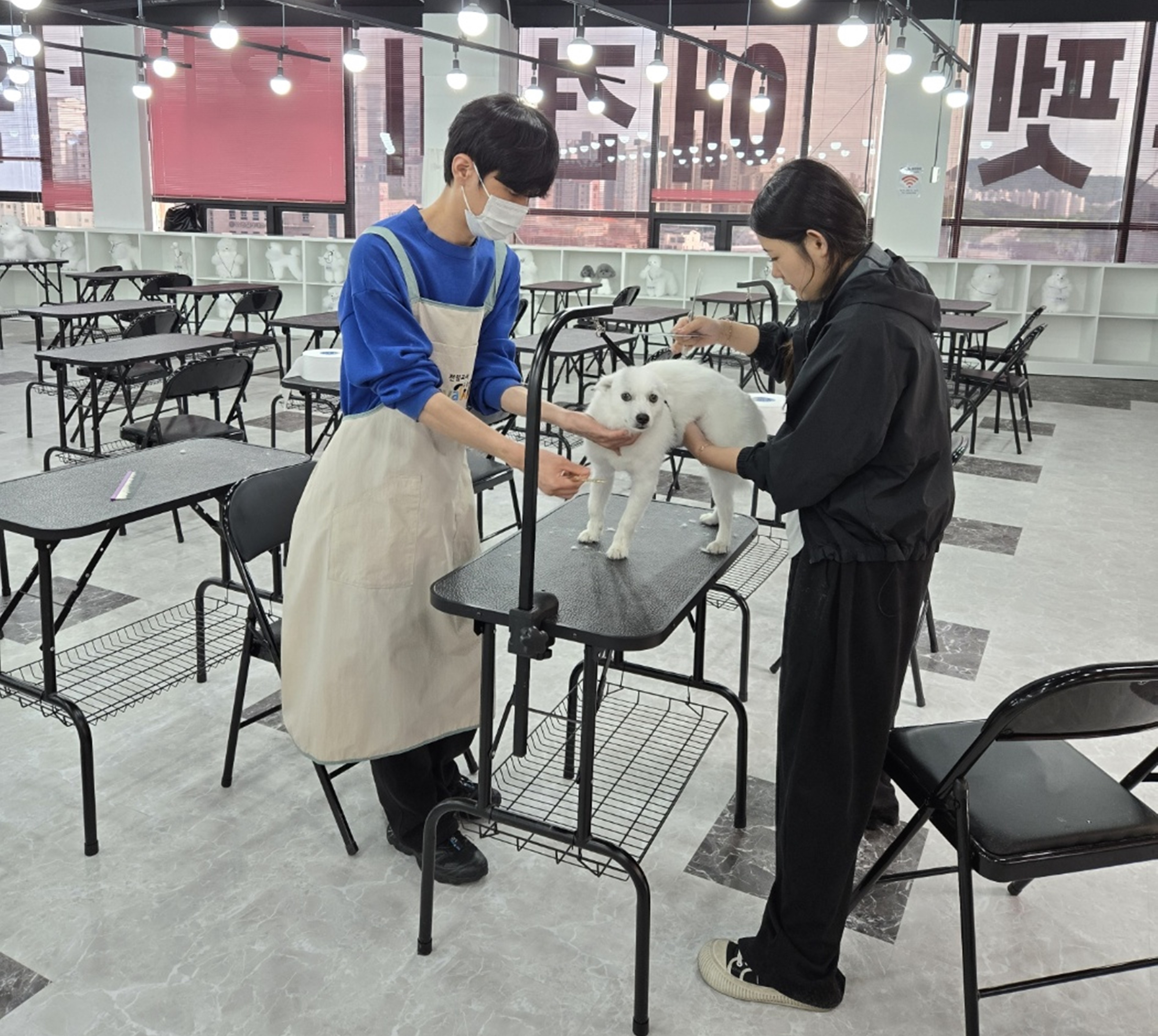 목포강아지미용학원