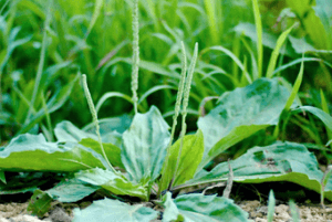 차전자피의 효능09